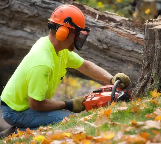 tree services Cochiti Lake